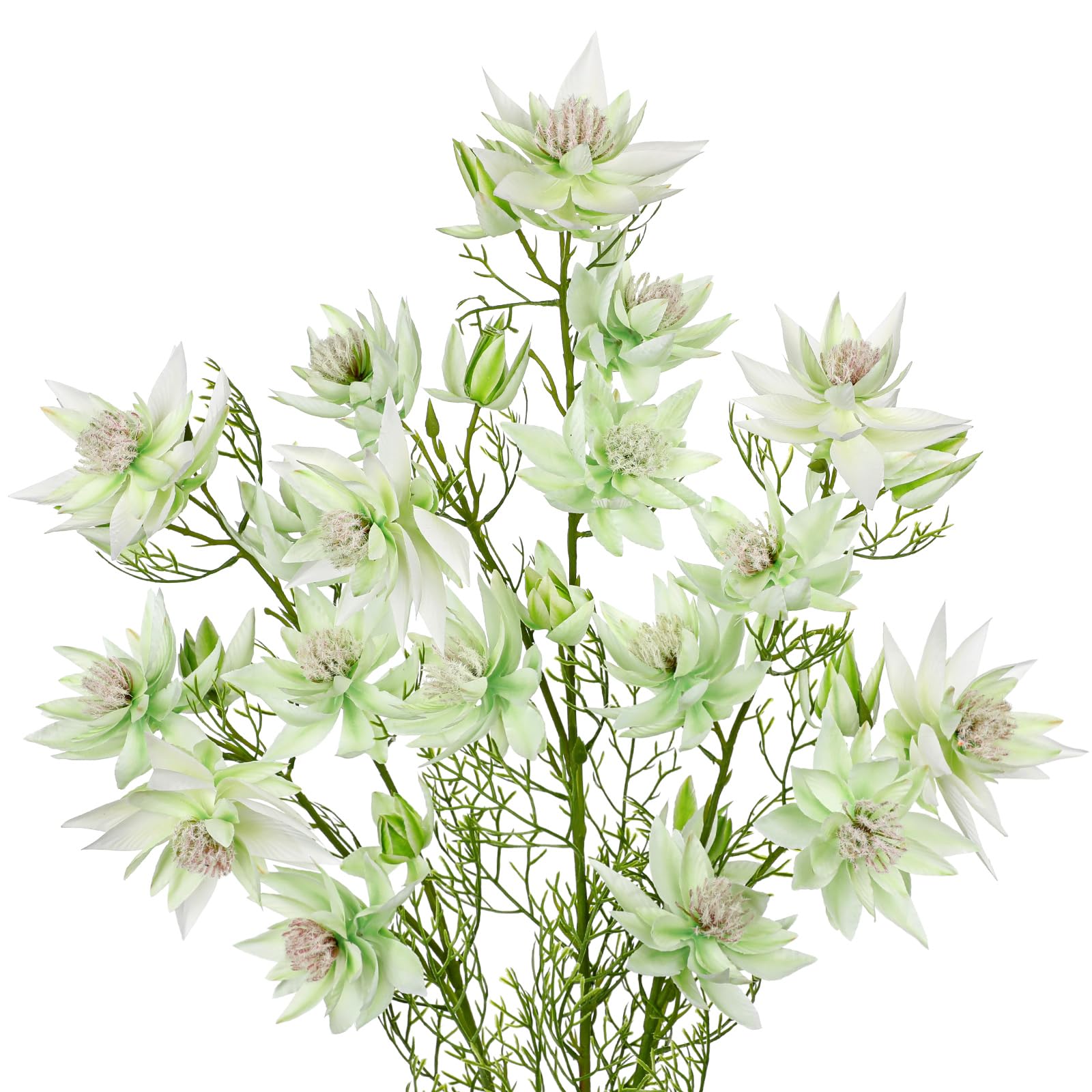 Hollyone White Protea