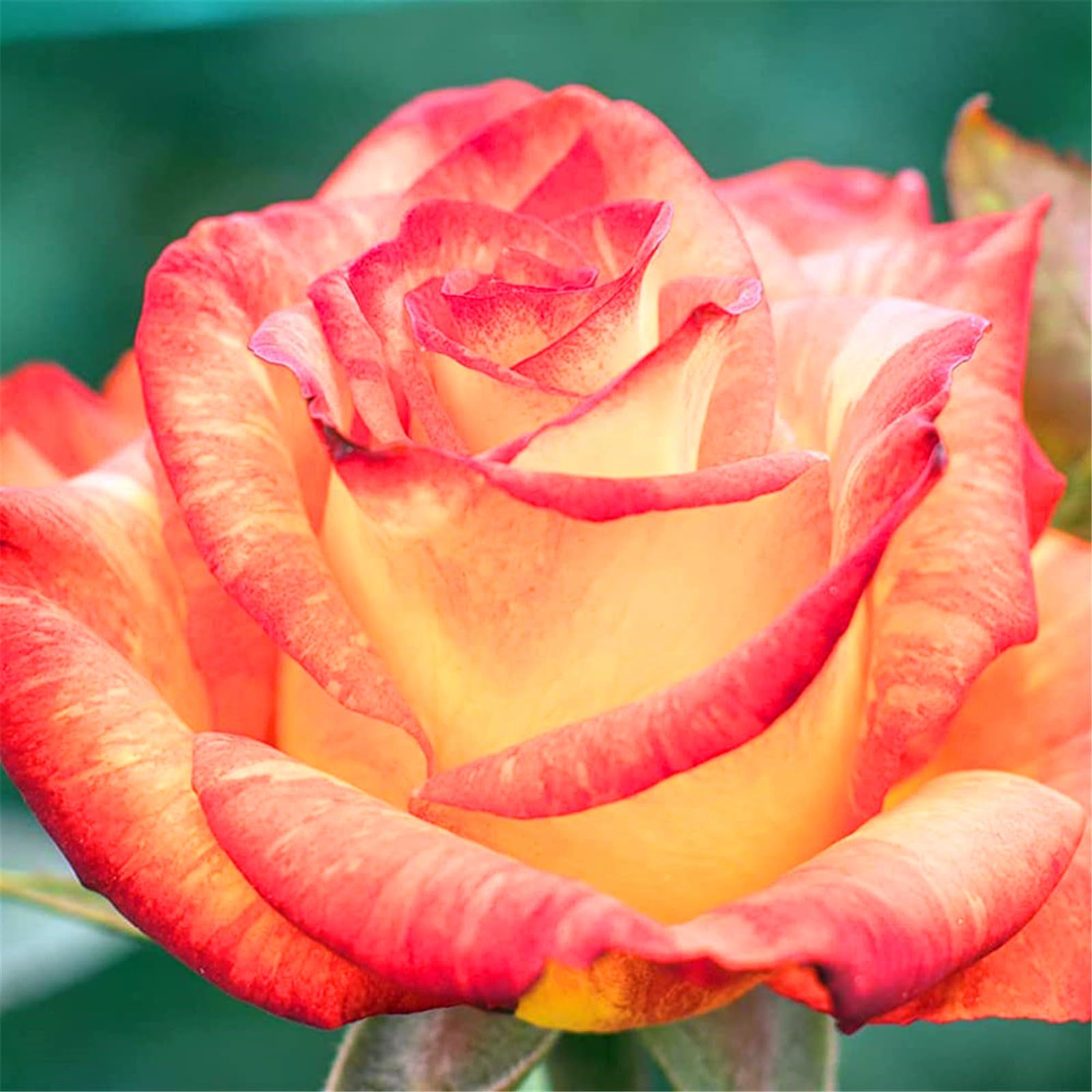 Rose Bulbs, Strong Plant, Easy Plant, Plant Bulbs,Hardy Perennial, Excellent Display, Rare Plants, Mix Greening Flower, Now UK-1bulbs-f