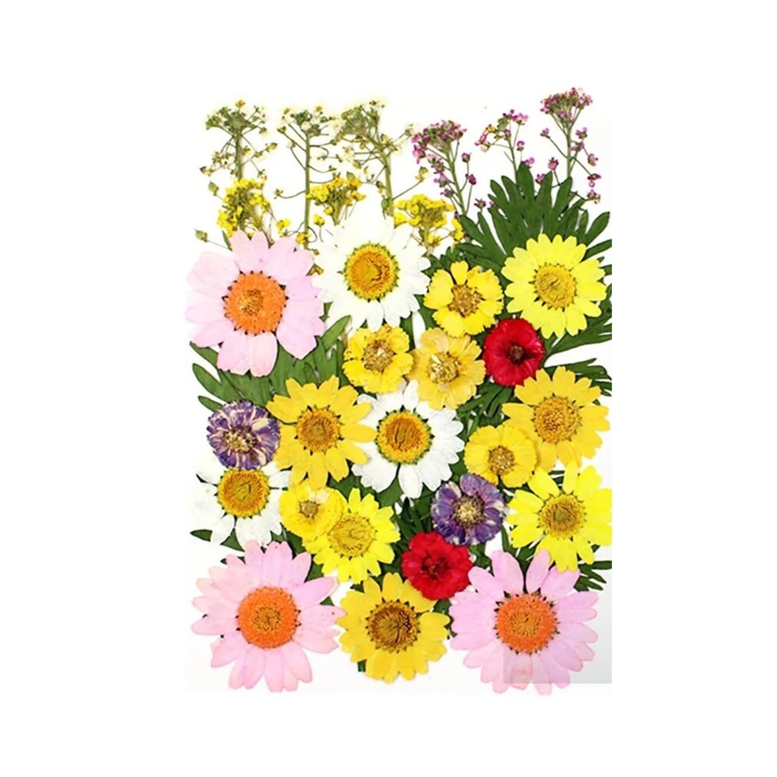HBALDTEDC Getrocknete gepresste Blumen, 1 Packung Trockenblumen, Trockenpflanzen for Harzformen, Füllungen, Epoxidharz, Basteln, DIY, Nagelkunst, Dekoration, gepresste Blumen