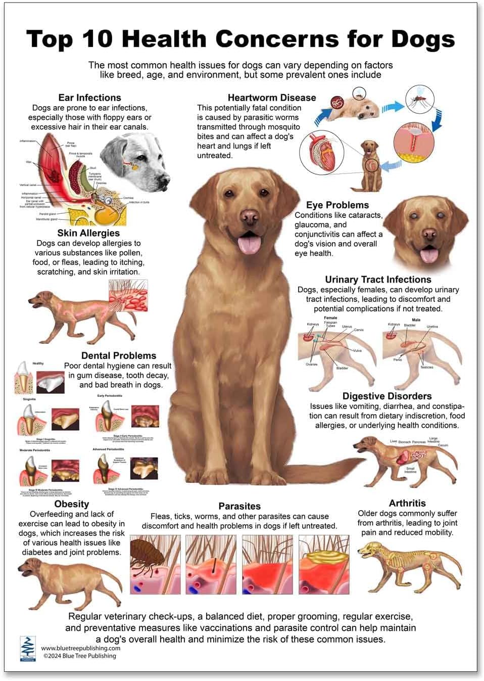 Blue Tree Publishing Dog 10 Health Concern Chart, double side laminated chart, A4 size, Anatomy & Veterinary Physiology Canine - For Vet Nurses And Students (24x36inch, Glossy film)