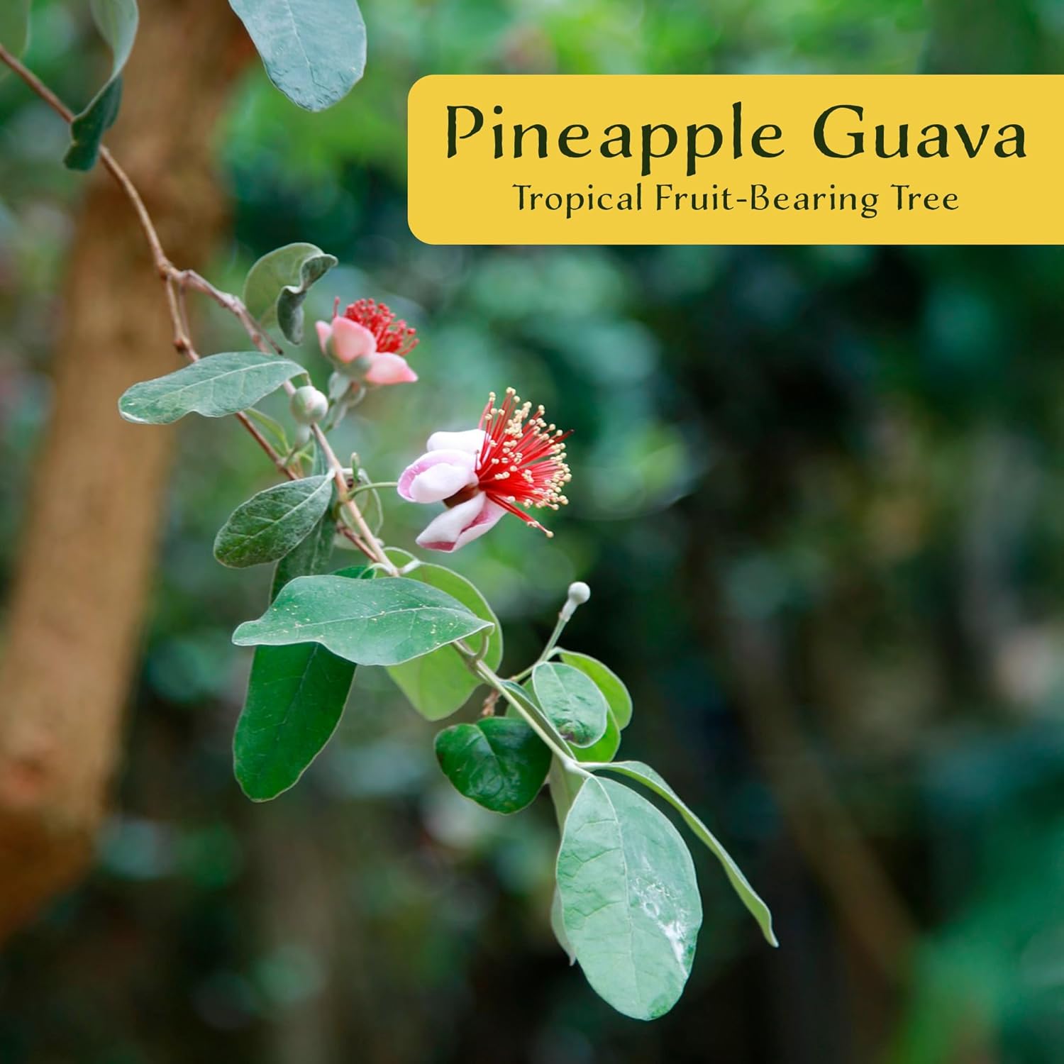 6 Pineapple Guava (Feijoa) Trees | 6 Saplings in 2.5-inch Nursery Cubes | Feijoa Sellowiana Variety | Drought-Tolerant Fruit-Bearing Trees and Shrubs | Tropical Ornamental Charm for Home and Garden