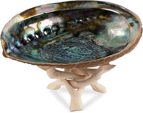 Wish Well Carcasa de abulón natural de 6 a 6.5 pulgadas, grande con soporte de madera, soporte de incienso y cuenco de salvia para limpieza, manchas