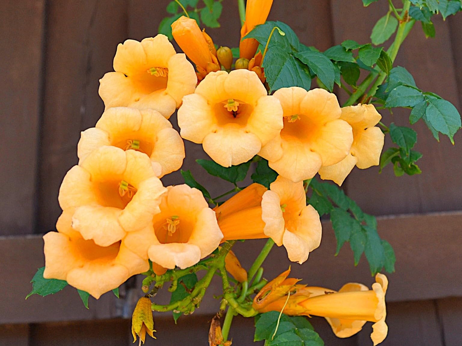 Yellow Trumpet Creeper Vine Greenwood Nursery
