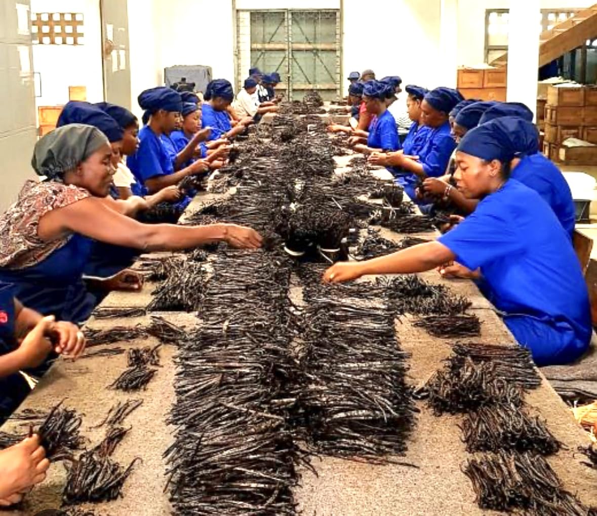20 vainas de vainilla Bourbon de Madagascar, grado A, 16-18 cm, 78 g