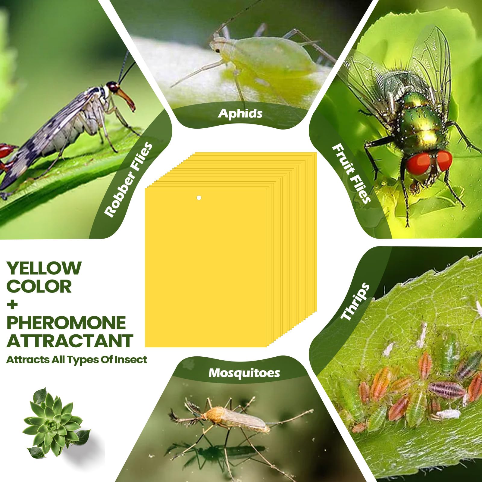 Qualirey 250 trampas adhesivas amarillas para mosquitos, trampas de mosquitos de doble cara de 6 x 8 pulgadas para plantas de interior y exterior, tarjetas adhesivas para moscas de la fruta, moscas