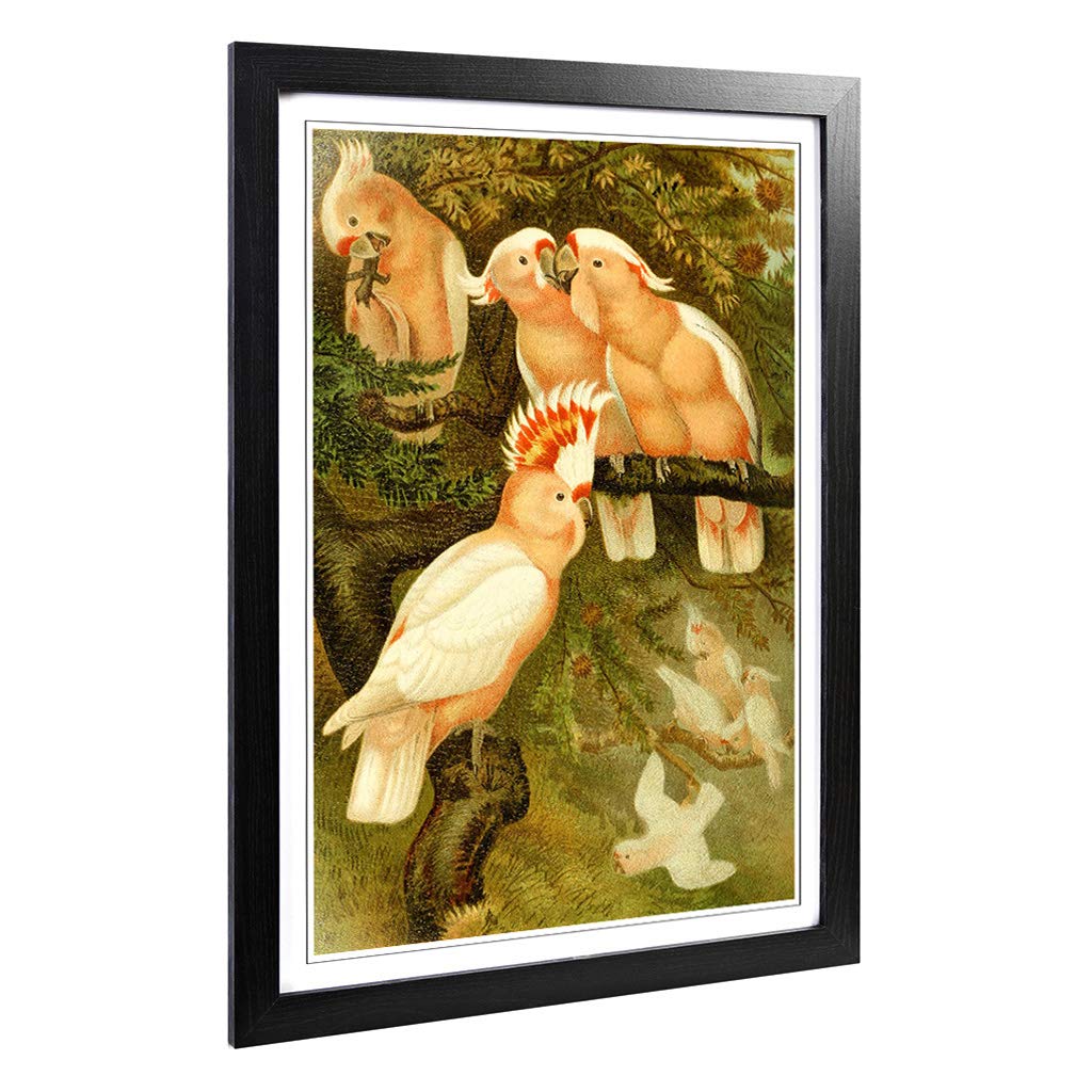 Big Box Art Framed Print of Vintage Brehms Tierlben Major Mitchell's Cockatoo Design | Wall Art Picture| Home Decor for Kitchen, Living Room, Bedroom, Hallway, Black, A2 / 24.5x18 Inch / 62x45cm