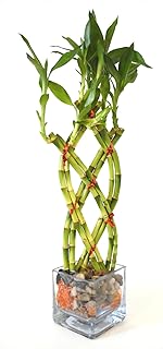 Sponsored Ad - 9GreenBox - Live 8 Braided Lucky Bamboo Plant Arrangement w/ Pebble & Vase Live Plant Ornament Decor for Ho...
