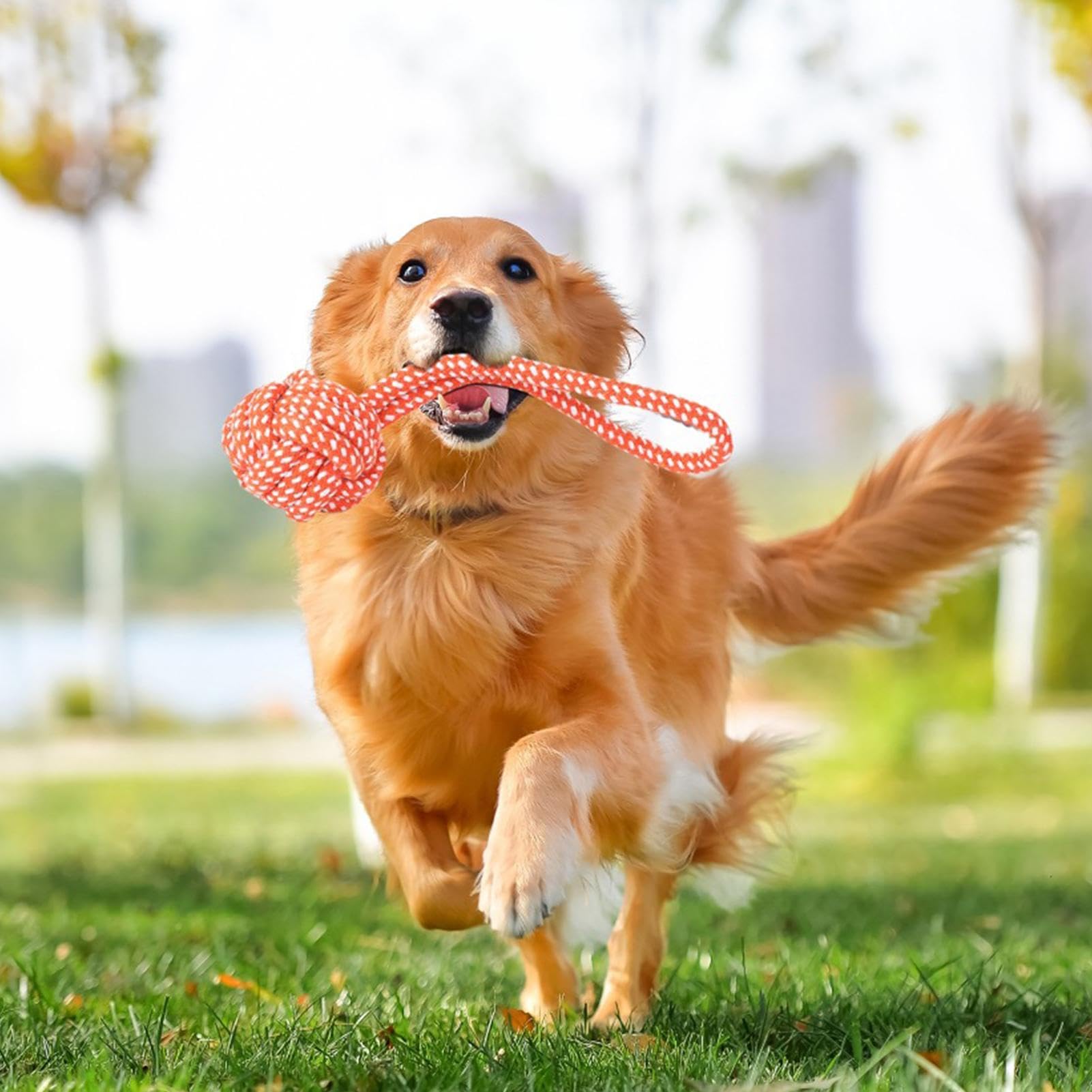 Dog Flirt Hundeleine Teaser | einziehbare Hundeleine mit