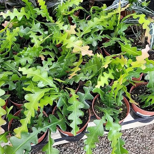 Miniatura 3 de Fishbone Cactus Plant Live, Epiphyllum Cactus Live Succulent, in 4" Pot