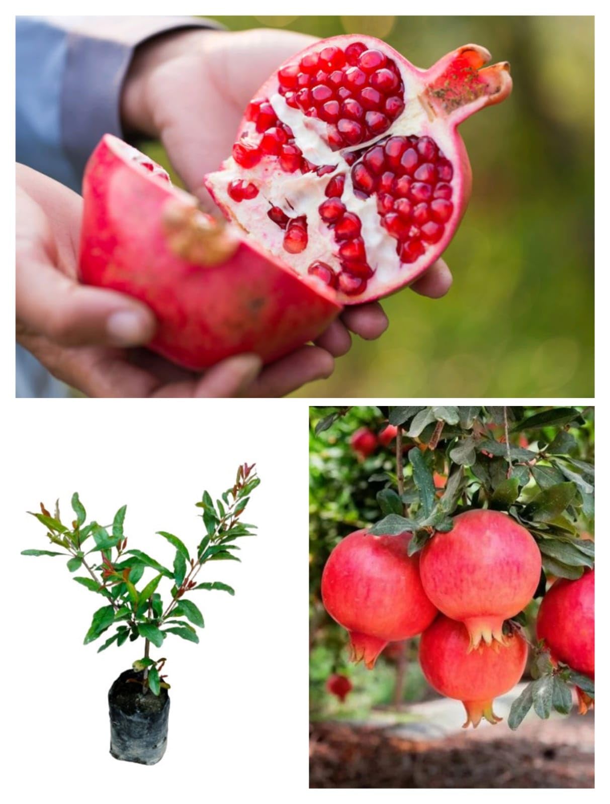 See full amazon price history chart for JR Service* Thailand Hybrid Red Anar/Pomegranate Fruit Live Plant. Original Qulity Sweet Fruit. (Air Layering Process) JR Service* Thailand Hybrid Red Anar/Pomegranate Fruit Live Plant. Original Qulity Sweet Fruit. (Air Layering Process) (B0CXMWG4GD) Amazon Price History, Amazon Price Tracker