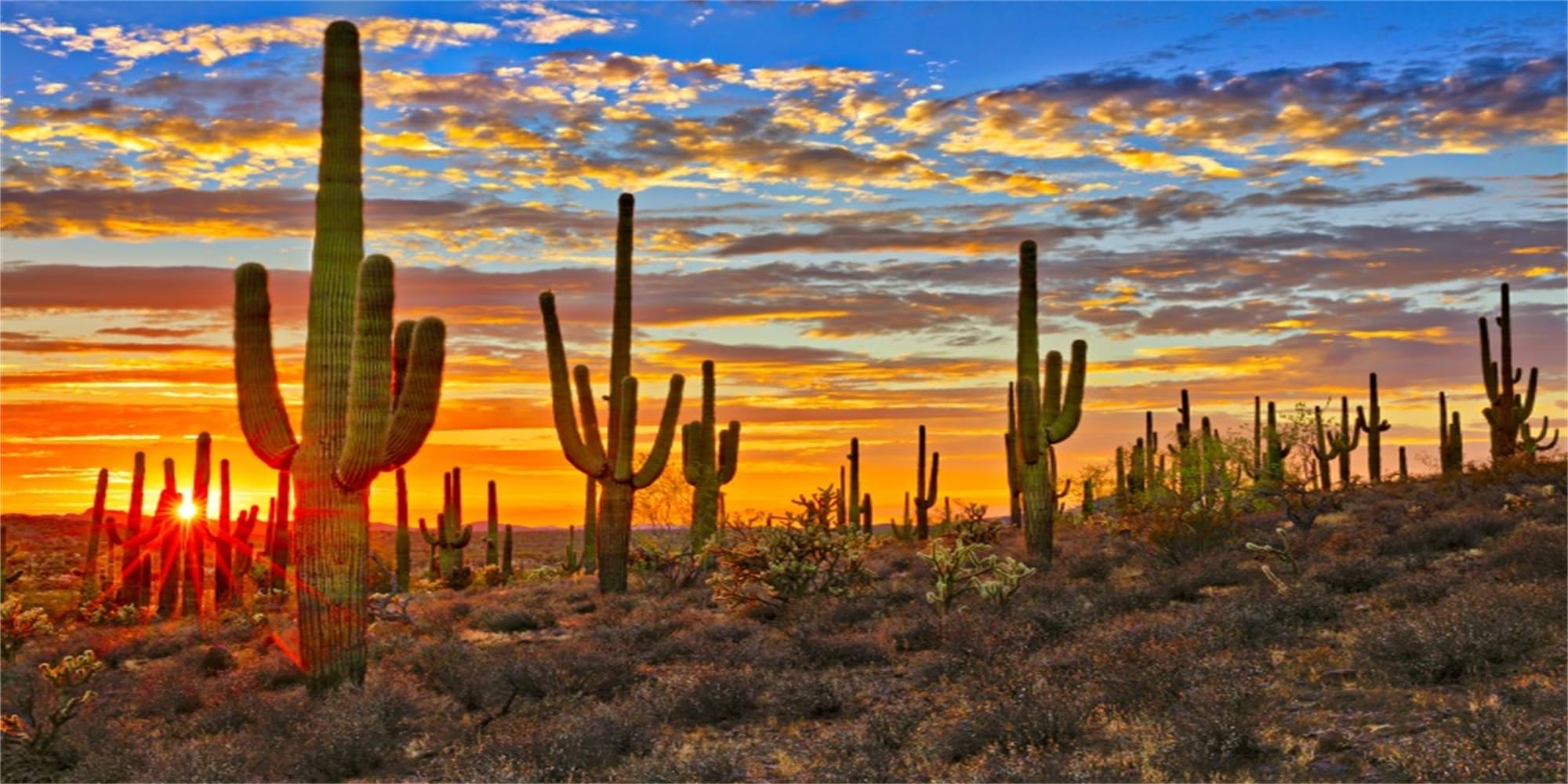 MIRRORANG 61x30cm Reptile Habitat Fish Tank Poster Background Sky Oasis Huge Cactus Sun and Desert Aquarium Background Decoration for Fish Tank — image 1