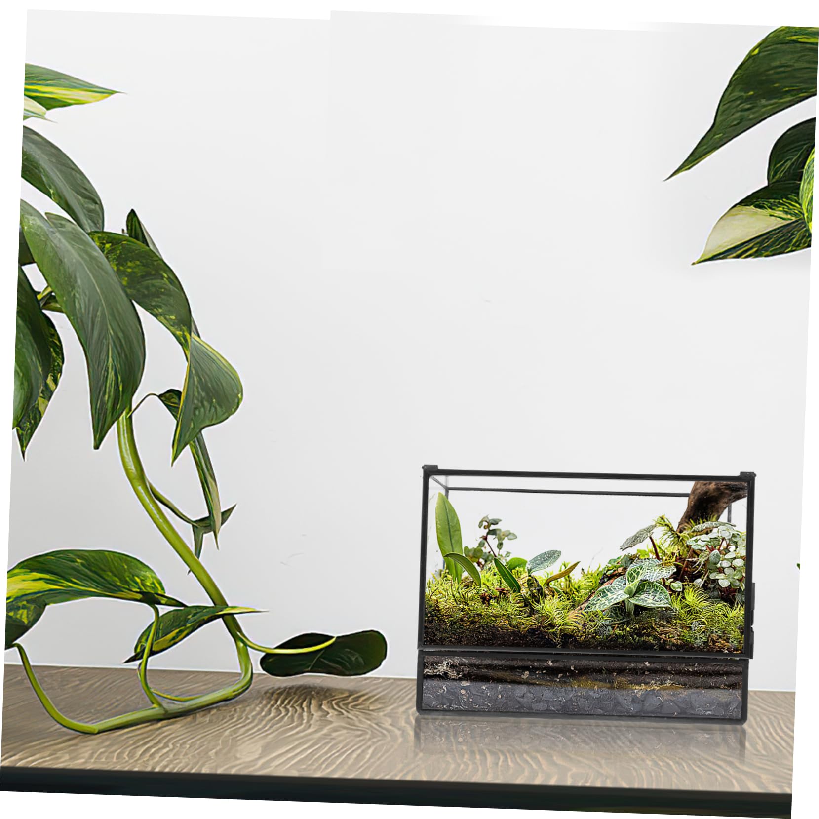 Terrario in Vetro Geometrico per Piante, Contenitore Decorativo