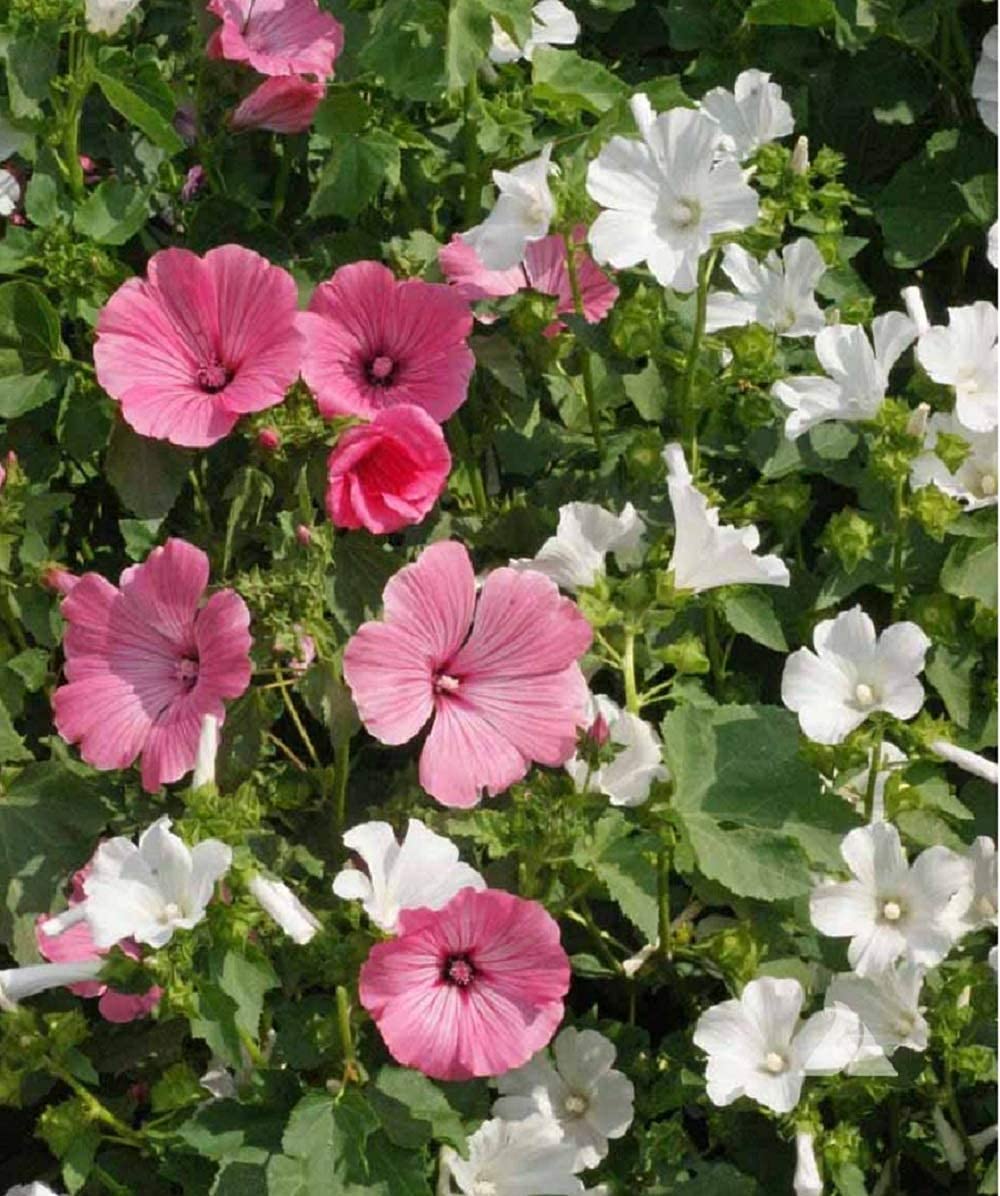 Flower Lavatera Mallow Tree 7113 (Multi) 200 Non-GMO, Heirloom Seeds