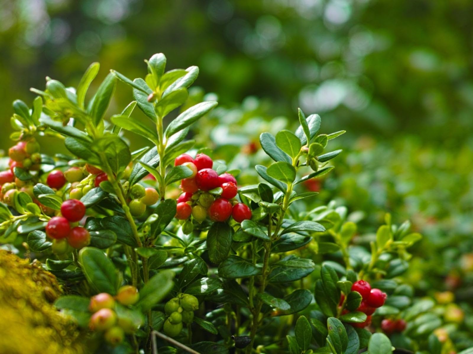 See full amazon price history chart for Cranberry Plant Live Plant - Vaccinium Macrocarpon - 4" Pot Included Cranberry Plant Live Plant - Vaccinium Macrocarpon - 4" Pot Included (B0D92QHF7J) Amazon Price History, Amazon Price Tracker