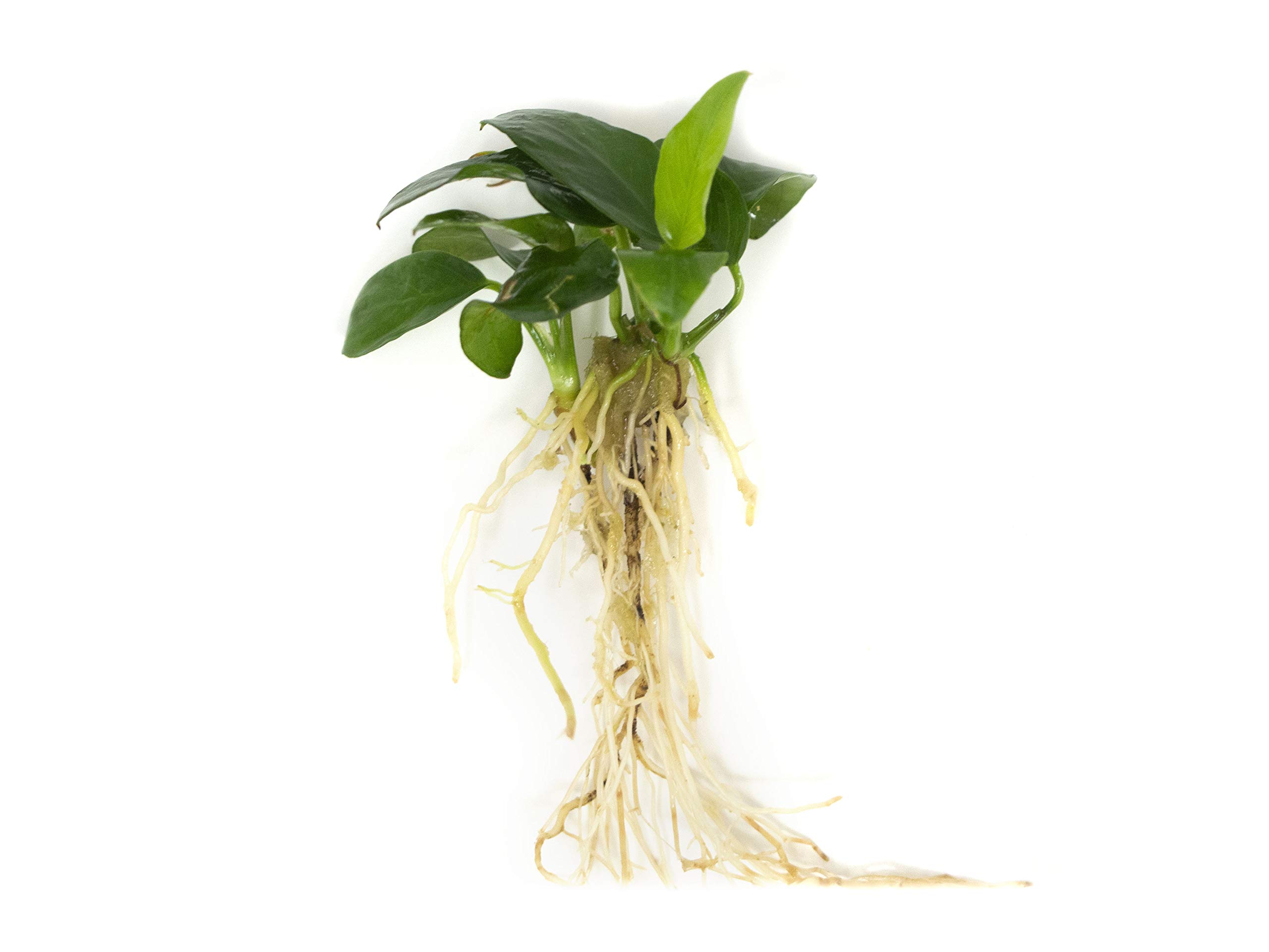 Aquatic Arts Dwarf Anubias Nana - Live Aquarium Plant With Large Leaves By Aquatic Arts (B00T52N9L6) Amazon Price History, Amazon Price Tracker