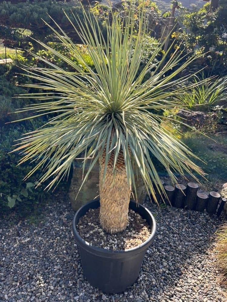 ユッカロストラータ 太株 (は) Yahoo!オークション - 花芽 厳選株 太株 ユッカ ロストラータ 発