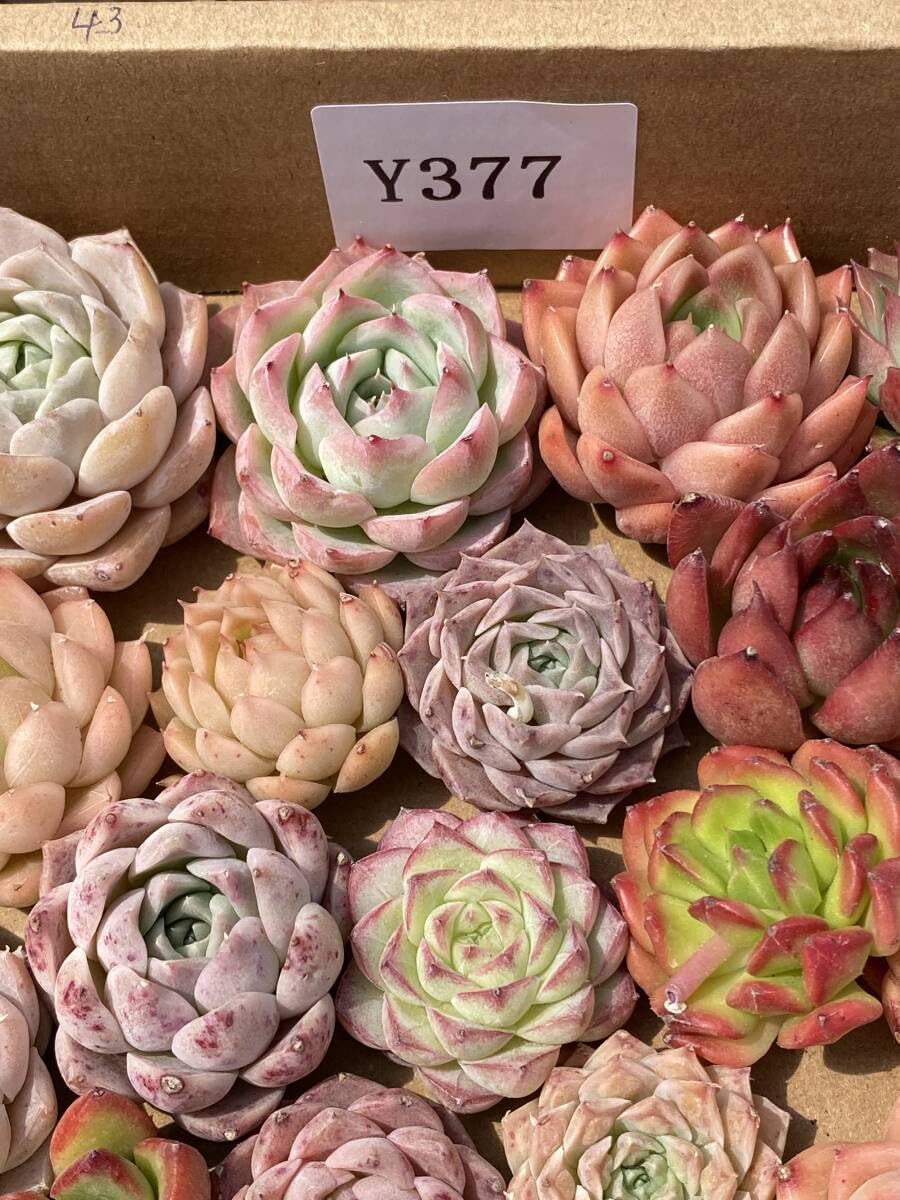 多肉植物 Amazon.co.jp: 43株 Y377 多肉植物 エケベリア属 Echeveria DC