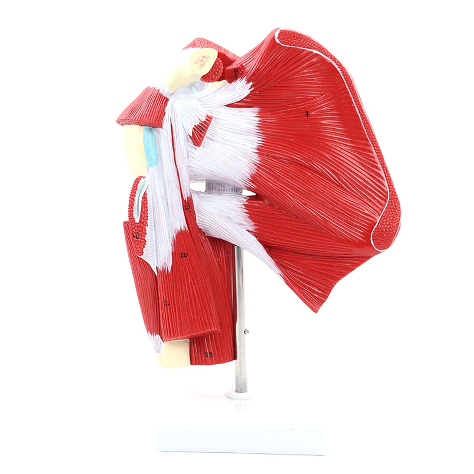 GTHTUHFD Human Joint Model Body Model Scientific Muscled Shoulder Joint Model Human Shoulder Joint With Muscle Skeleton Model