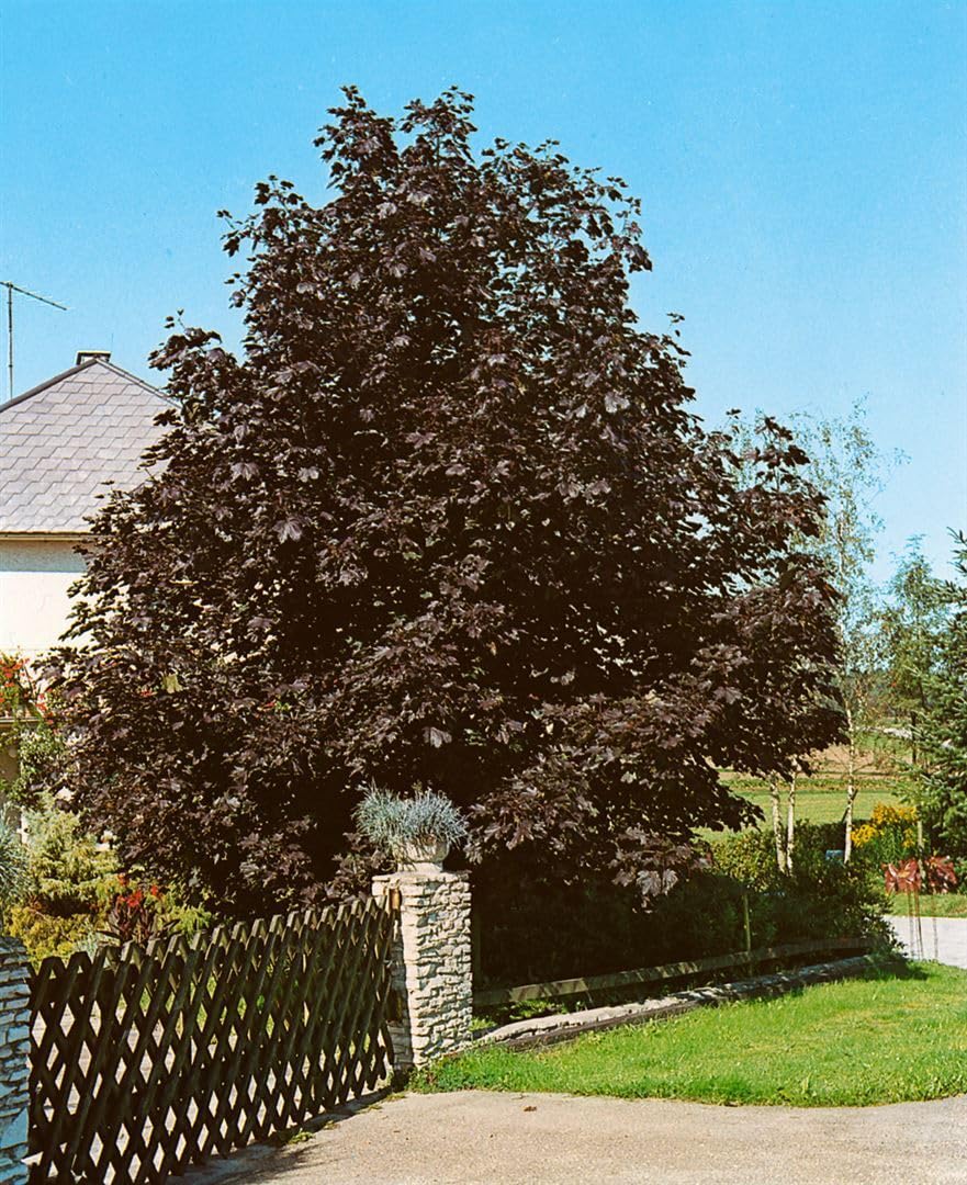Spitzahorn Acer platanoides Crimson King Hausbaum winterhart