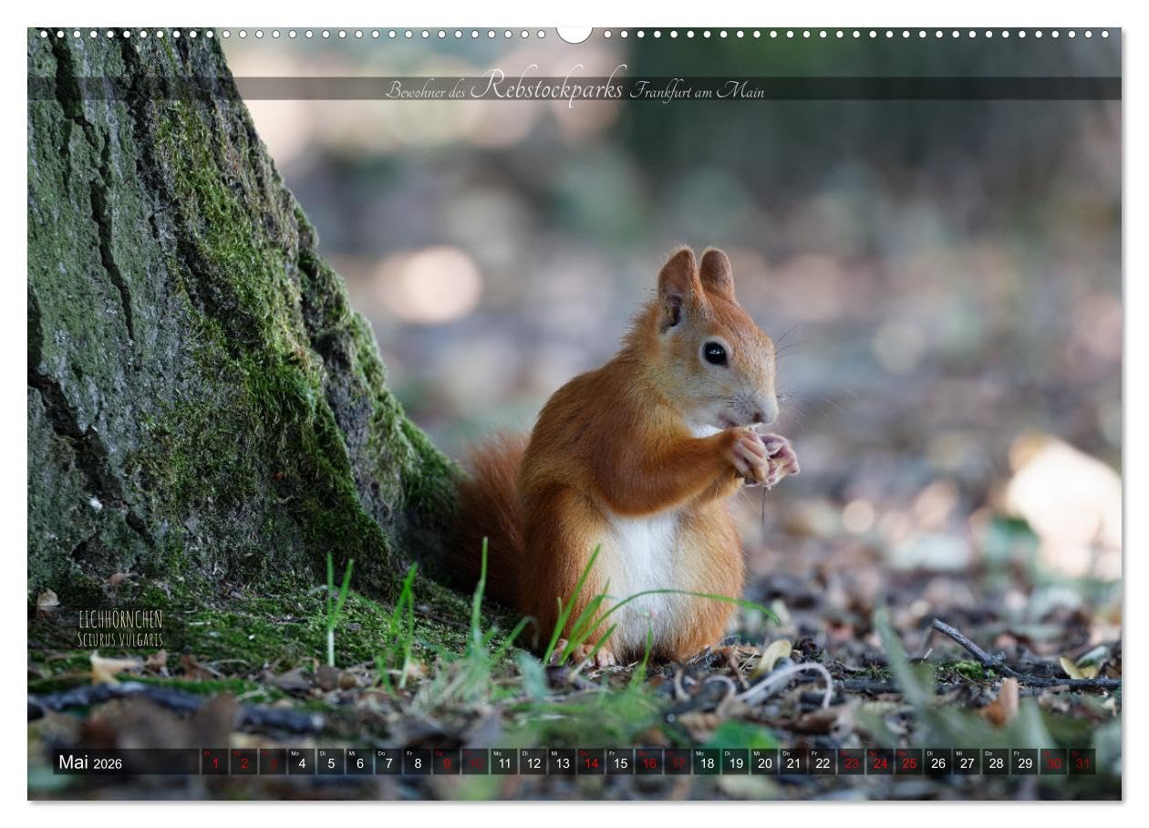 Bewohner des Rebstockparks Frankfurt am Main (Wandkalender 2026 DIN A2 quer), CALVENDO Monatskalender: Große und kleine Tiere im Rebstockpark in Frankfurt am Main (CALVENDO Tiere)