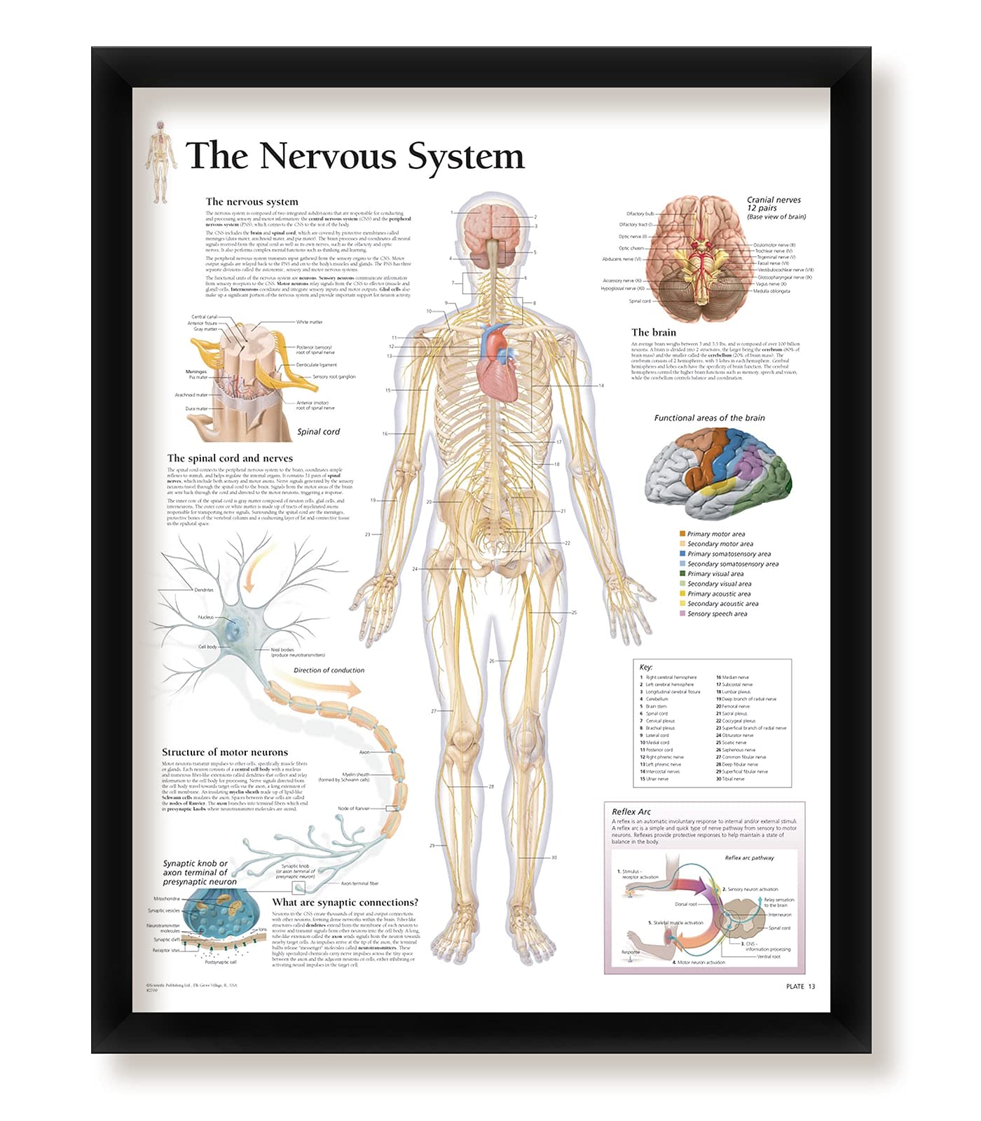 Amazon.com: The Nervous System Framed Medical Educational