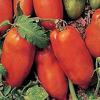 Vista 9 de Burpee "San Marzano" Heirloom, Tomate para pasta, 75 semillas no transgénicas
