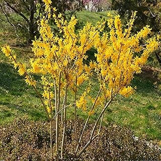 25pcs Bright Yellow Heirloom Forsythia Seeds Planted in Warm Humid Environment Make Flowers Hedges Bushes Flower Beds Pleasing to Eye