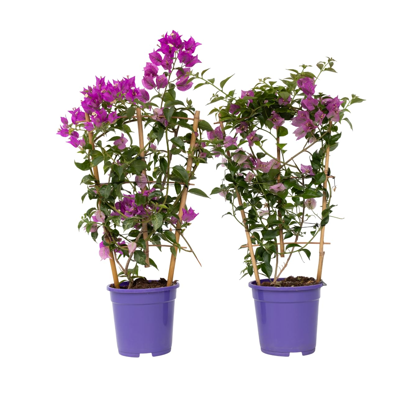 Plant in a Box - Bougainvillea 'Alexandra' - Set de 2 - Violet - Plante grimpante - Plante de jardin - Pot 17cm - Hauteur 50-60cm