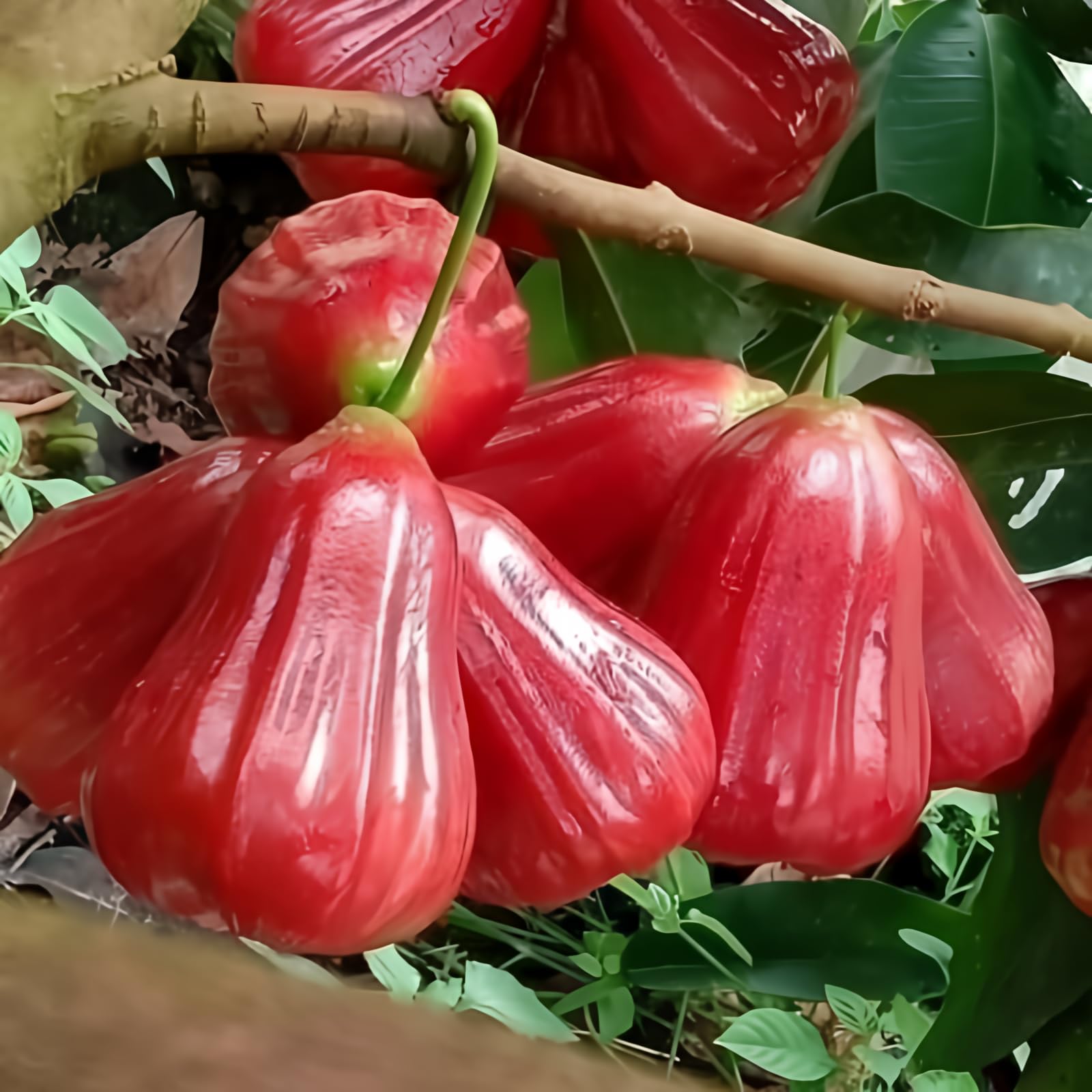 Live Rose Apple Tree, Red Rose Apple Tree Live Plant in 3 Gallon Pot, Jambu Wax Apple Tree Plant for Garden, Tropical Fruit Tree Plant, No Ship to CA