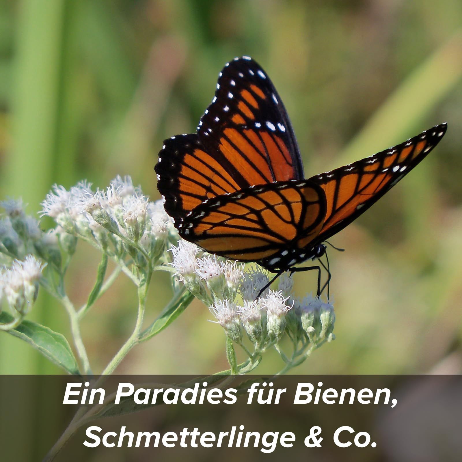 Blumensamen im schützenden Lehmmantel für Bienen und Schmetterlinge 400g. Mehrjährig & winterhart, blühende Landschaft für 20 m².Wunderschöne Wildblumen Saatgut für bunte Bienenweide. Geschenk Kinder - 3