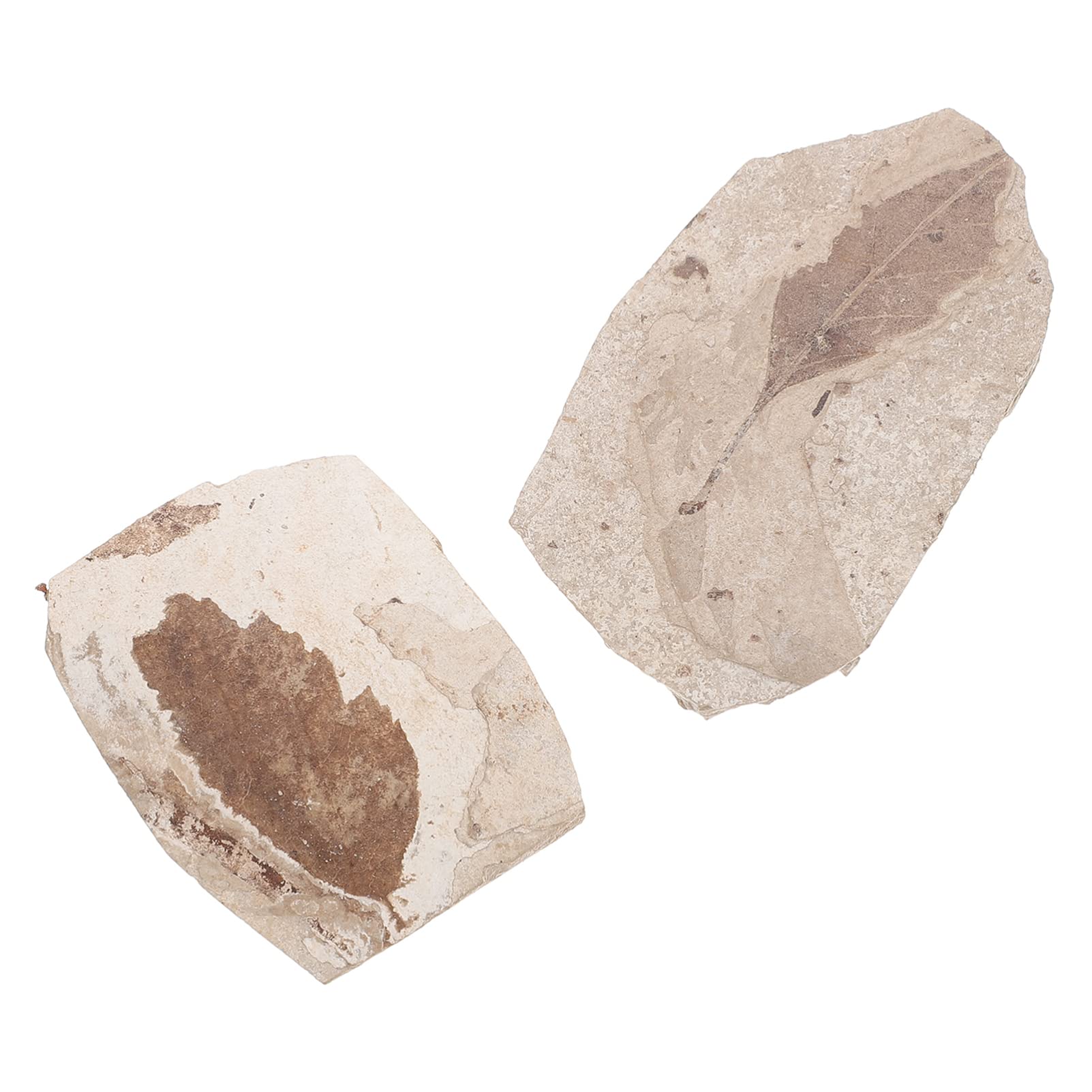 2pcs Fossilized Leaf Plant Fossil Specimen Fossil Specimens Fossilized Plant Leaf Natural Leaf Fossil