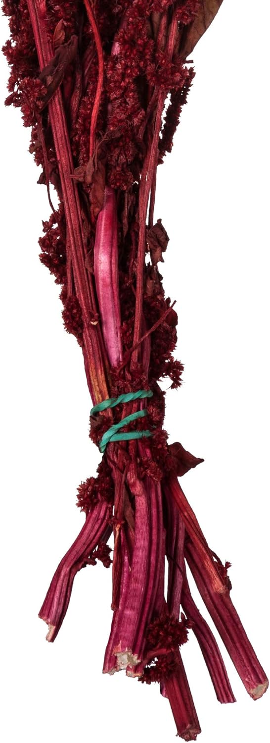 Vickerman 30" Merlot Amaranthus Bundle - 7-8 oz Per Bundle - Real Preserved Foliage Decor for Home or Everyday Arrangements - Natural Product - Decorative Bundle - Rich Color and Textures