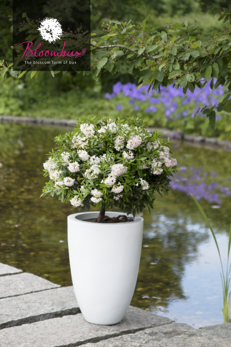 !!WELTNEUHEIT!! Bloombux® – flower & form by INKARHO® 25-30 cm breit im 2 Liter Pflanzcontainer