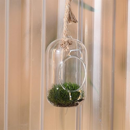 Miniatura 2 de AREOhome HomArt Sole - Terrario pequeño colgante, 5 pulgadas de altura, vidrio, transparente