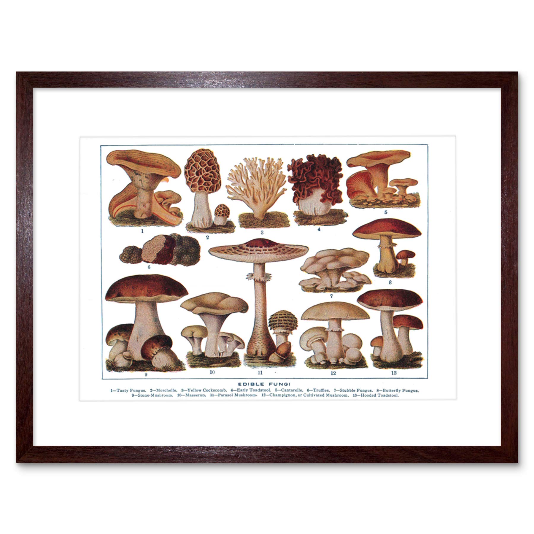 Wee Blue Coo Edible Fungi Mushrooms Scientific Plant Picture Framed Wall Art Print