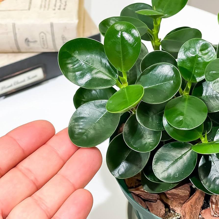 元祖◾︎ 白パンダガジュマル ◾︎挿し木専用 ち*迎様 元祖◾︎白パンダガジュマル ◾︎挿し木専用 希少□白