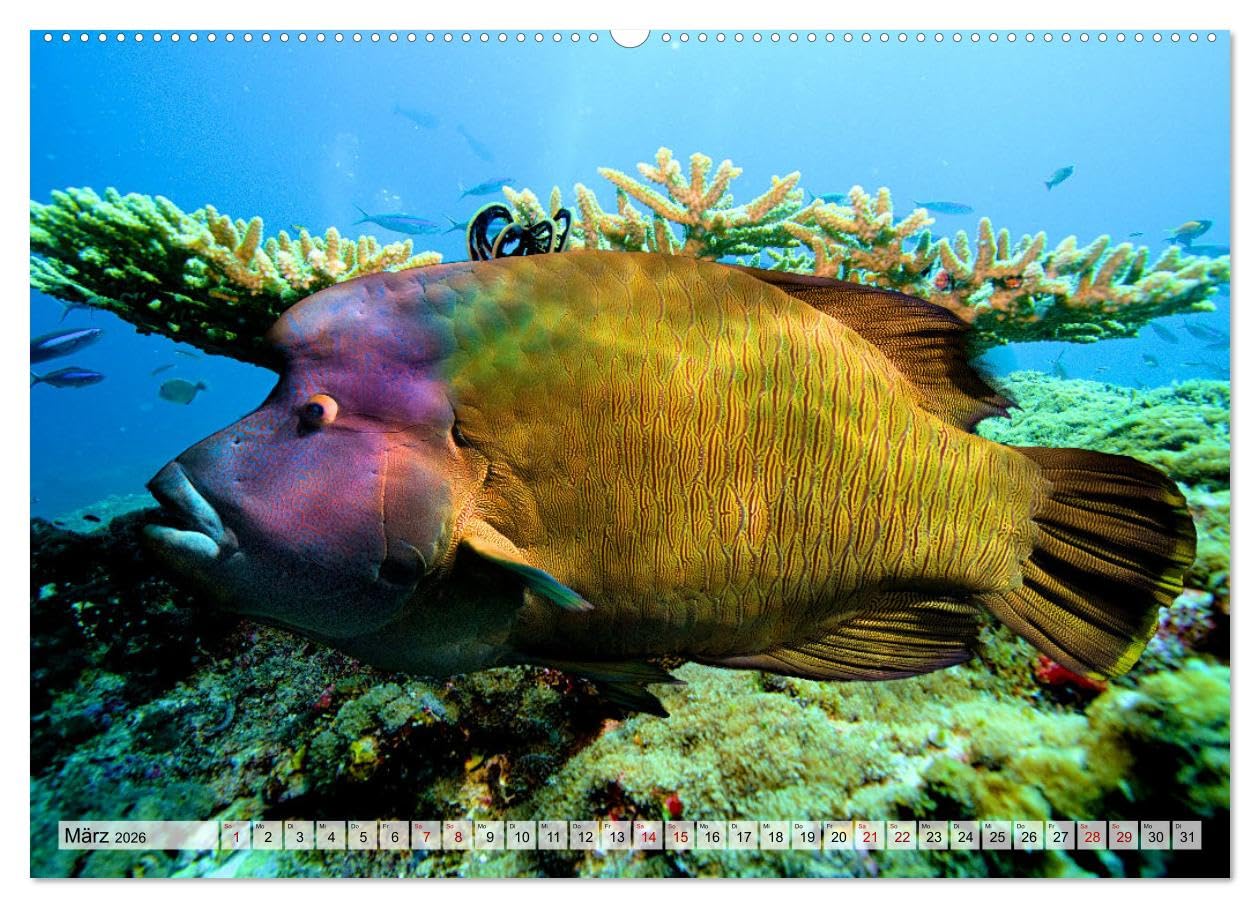Abenteuer Riff - bunte Unterwasserwelt (Wandkalender 2026 DIN A2 quer), CALVENDO Monatskalender: Fantastische Unterwasseraufnahmen zeigen das ... Korallenriffen der Erde (CALVENDO Natur)