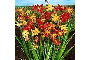 Crocosmia Bulbs for Planting: Elevate Your Garden with Vibrant Blooms