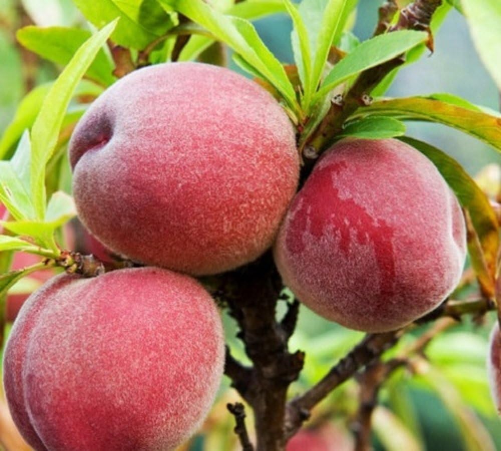 Peach Peregrine Fruit Tree UK Hardy 6ft Supplied in a 7.5 Litre Pot