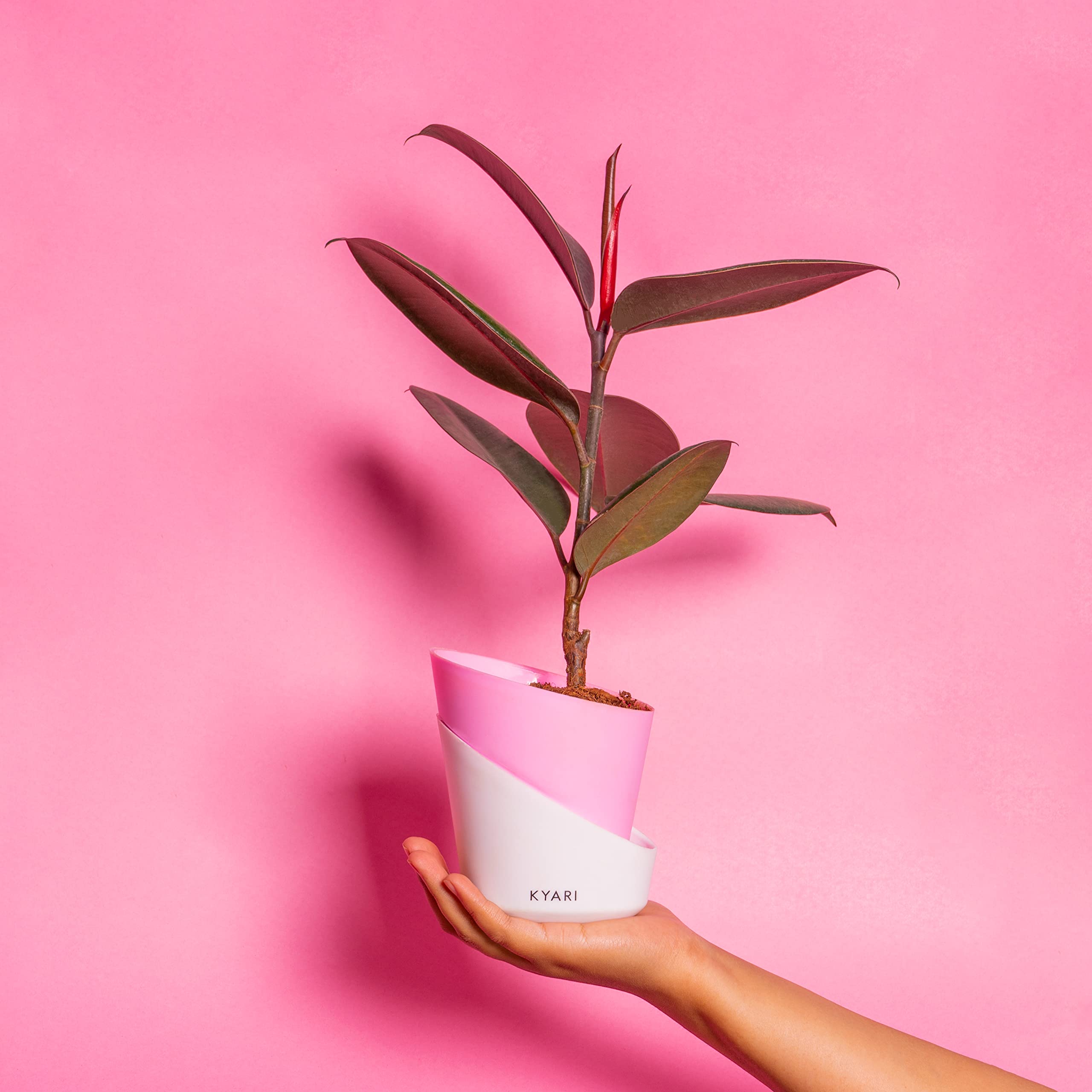 KYARI Black Rubber Indoor Plants for Living Room | Live Plants | Plants with Baby Pink Self Watering Pot for Home | Air purifier plants | Plants for Home Decor | Plants for Garden & bedroom (B0BTHZYPFQ) Amazon Price History, Amazon Price Tracker