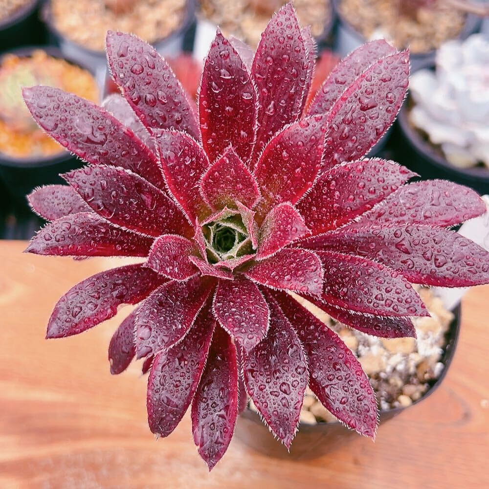 32#多肉植物アエオニウム錦❤️孔雀白錦❤️1大頭16cm拔き苗： Amazon.co.jp: D！！5多肉植物 孔雀白錦 アエオニウム 美苗 農園直売