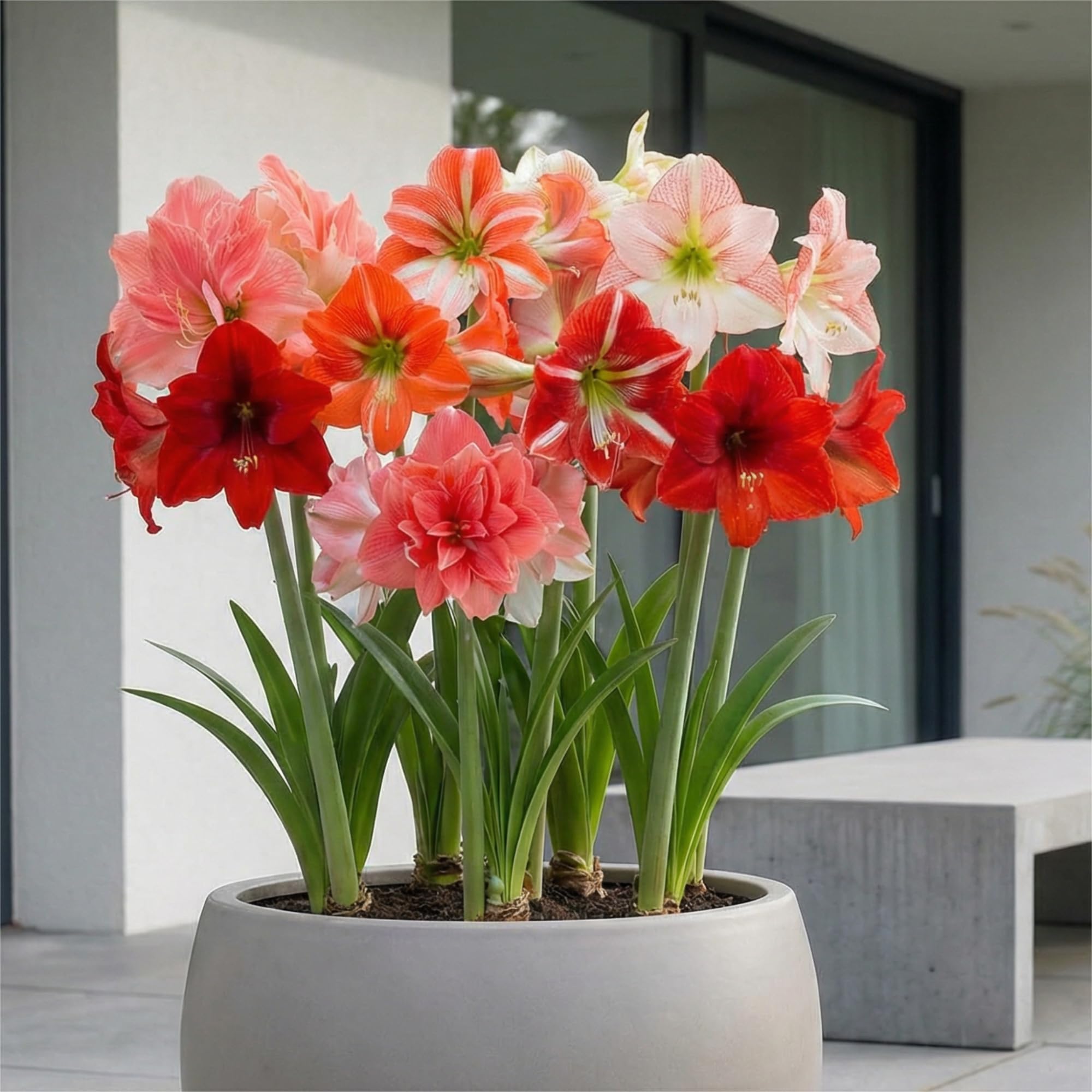 Kolekcja Amaryllis Surprise (10 cebulek) w dużym rozmiarze 26/30, Ekskluzywne rośliny cebulowe i kwiaty z Holandii, Prawdziwe cebulki Hippeastrum (bez nasion, wosku, nie sztuczne)