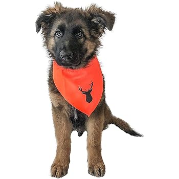 orange dog bandana