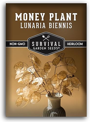Semilla de planta de dinero para plantar, 1 paquete con instrucciones para plantar y cultivar Lunaria Annua en el jardín de tu casa, variedad de