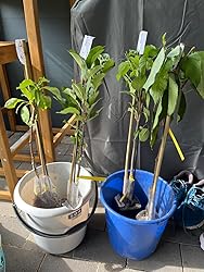 BALDUR Garten SäulenObstKollektion Birne, Kirsche, Pflaume & Apfel, 4