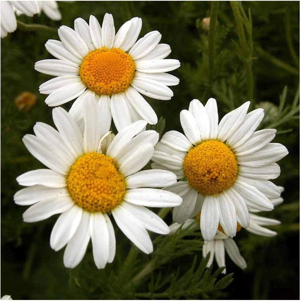 Everwilde Farms - 1/4 Lb Roman Chamomile Wildflower Seeds - Gold Vault