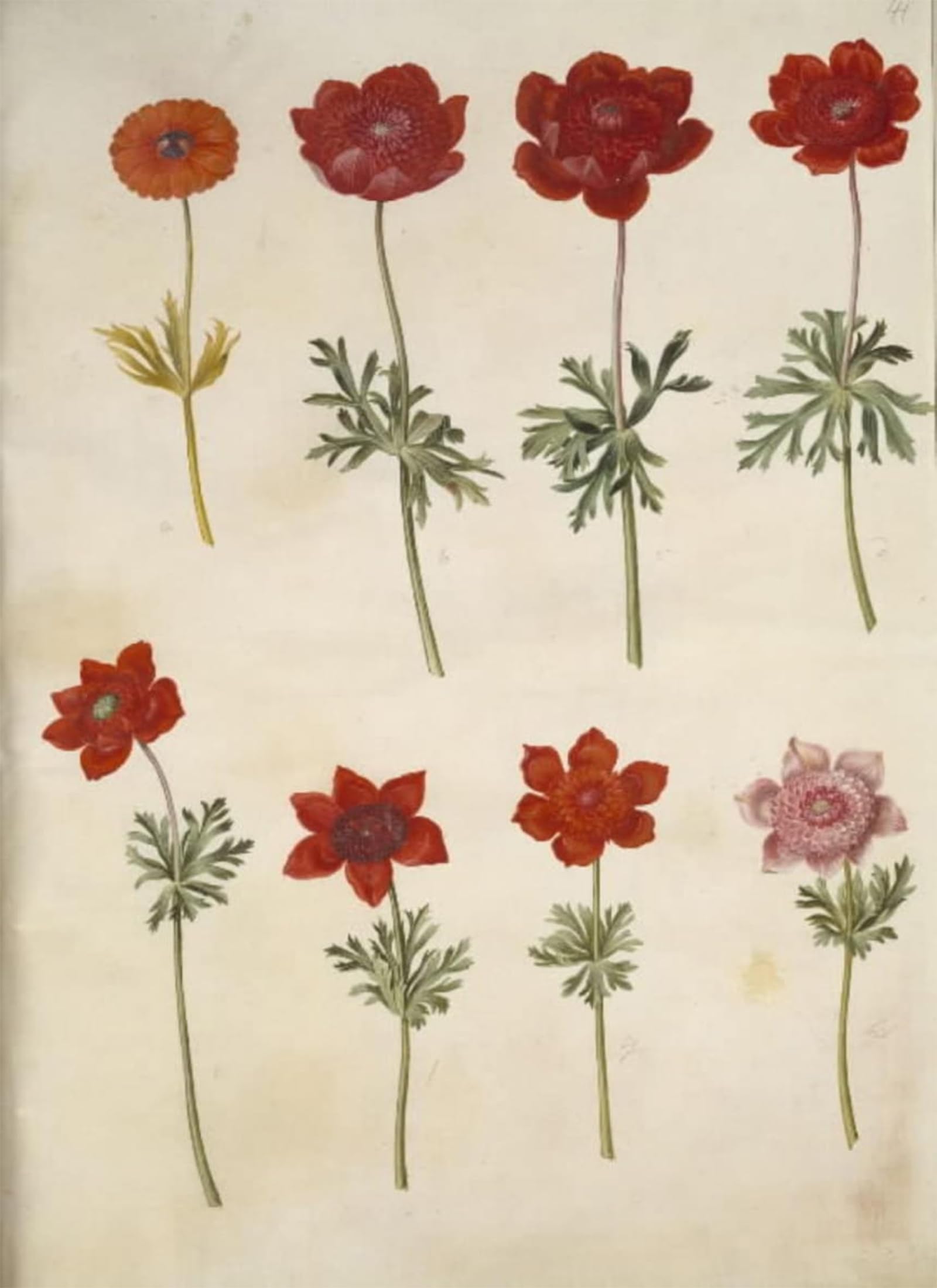 SERENDIPITP Abstract Painting Mural Print Picture Wall Decor Painting Anemone Shining Anemone Coronaria by Hans Simon Holtzbecker Vintage Wall Artwork for Home Decor 60x90cm