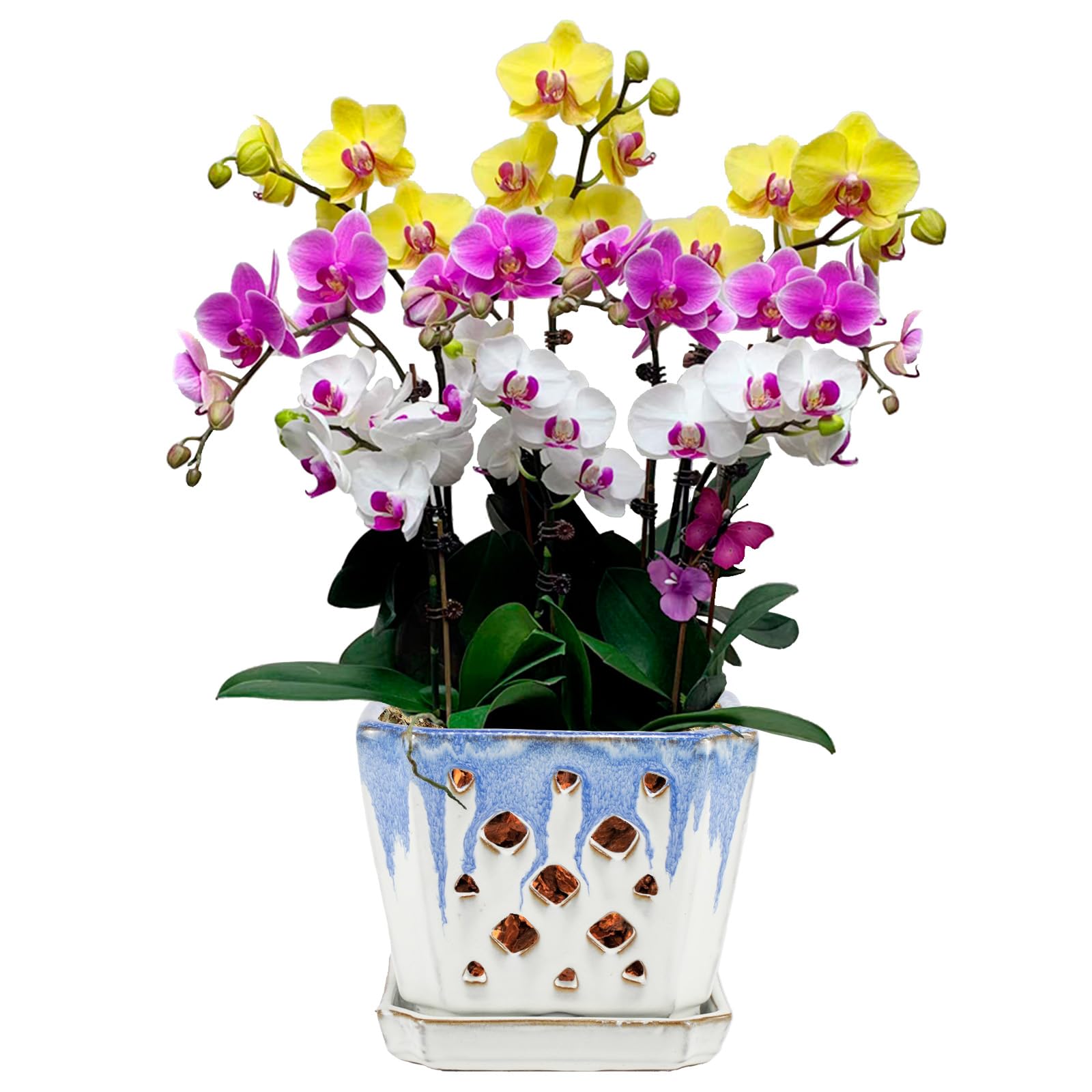 Pot à orchidée en céramique avec trous de drainage et soucoupe W&W