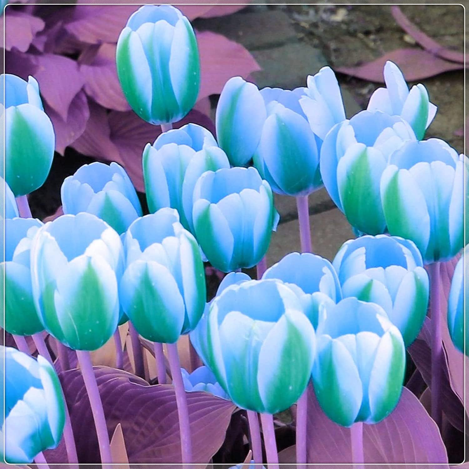 10 Green and White Tulip Bulbs Ships from Iowa, USA