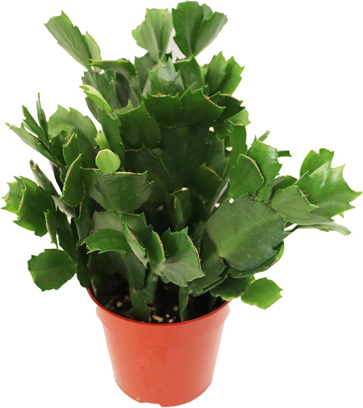 Red Holiday Cactus, Purple Flame Christmas and Thanksgiving Hybrid (Red Flower with Purple hues)- 4'' from California Tropicals